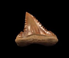 Cheap Palaeocarcharodon orientalis tooth for sale | Buried Treasure Fossils 