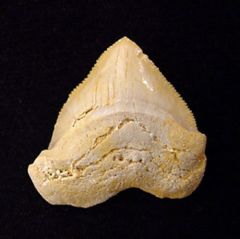 Pathologic Teeth