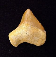 Pathologic Teeth