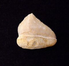 Pathologic Teeth