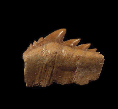 Rare Moroccan Notidanodon Cow shark tooth for sale | Buried Treasure Fossils