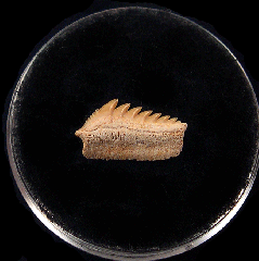 Hexanchus microdon