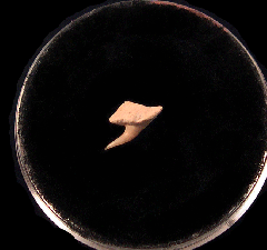Hexanchus microdon