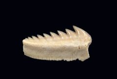 Hexanchus microdon