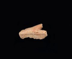 Echinorhinus priscus (Extinct Bramble Shark)
