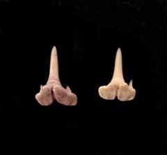 Scyliorhinus sublidens                                   