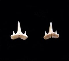 Scyliorhinus sublidens                                   