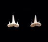 Scyliorhinus sublidens                                   