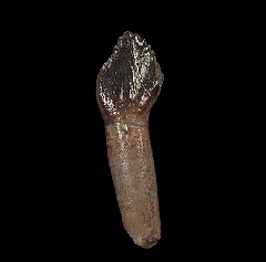 Archaeodontosaurus tooth