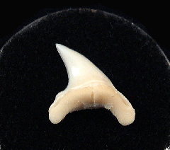 Bigeye Thresher tooth for sale | Buried Treasure Fossils