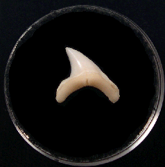 Bigeye Thresher tooth | Buried Treasure Fossils