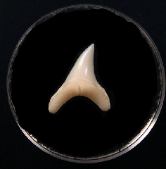 Bigeye Thresher shark tooth | Buried Treasure Fossils