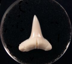 Blacktip Reef Shark - Modern
