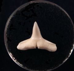 Blacktip Reef Shark - Modern 13