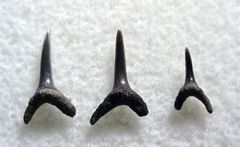 Anomotodon novus