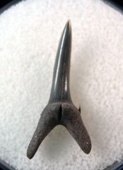 Carcharias hopei