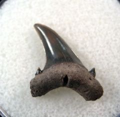 Carcharias hopei