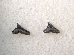 Galeorhinus ypresiensis