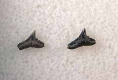 Galeorhinus ypresiensis           