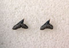 Galeorhinus ypresiensis                     