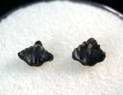 Ginglymostoma sp.