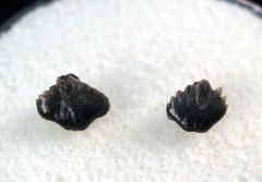 Ginglymostoma sp.