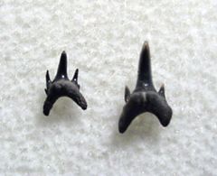 Odontaspis winkleri