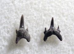Odontaspis winkleri