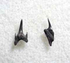 Odontaspis winkleri