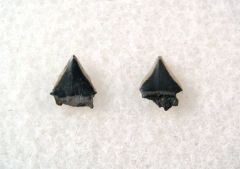 Isistius trituratus