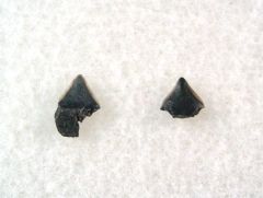 Isistius trituratus       
