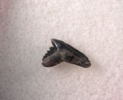 Pachygaleus lefevrei