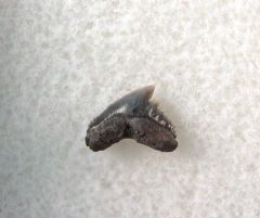 Pachygaleus lefevrei