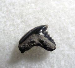 Pachygaleus lefevrei