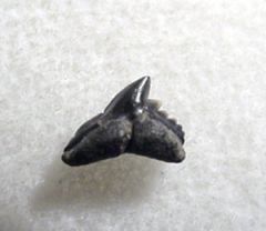 Pachygaleus lefevrei