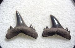 Serratolamna lerichei