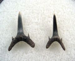 Carcharias teretidens