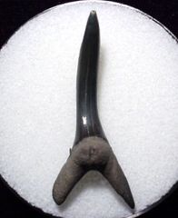 Striatolamia macrota