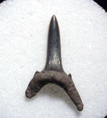 Striatolamia macrota