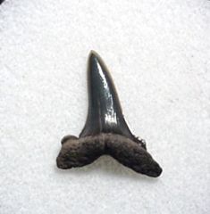 Striatolamia macrota