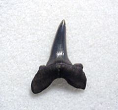 Striatolamia macrota