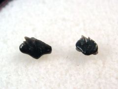 Nebrius obliquus