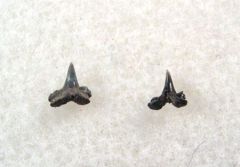 Scyliorhinus gilberti