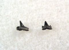 Scyliorhinus gilberti