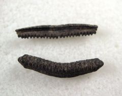 Myliobatis latidens