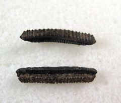 Myliobatis latidens