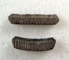 Myliobatis latidens