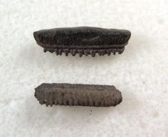 Myliobatis latidens
