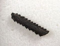 Myliobatis latidens