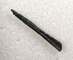 Myliobatis latidens